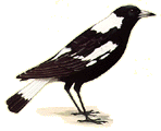 Magpie drawing