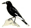 Pied Currawong drawing