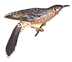 red wattlebird
