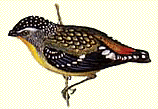 Spotted Pardalote illustration