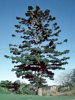 photo of tree Araucaria cunninghamii