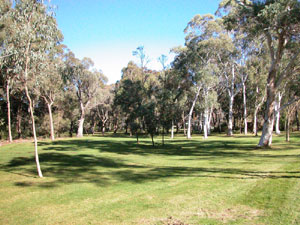 Northern Eucalypt Lawn