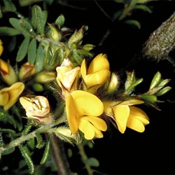 Pultenaea villosa