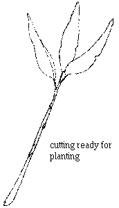 cutting