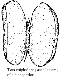 cotyledons