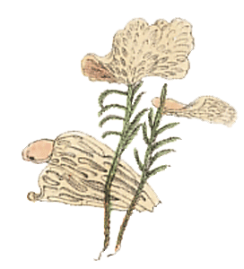 Sarcoscyphus sphacelatus : Hahn illustration