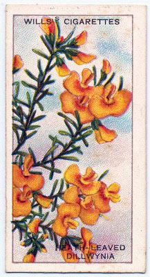 cigarette card front