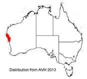 Distribution map for Pileanthus vernicosus
