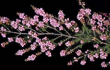 APII jpeg image of Thryptomene saxicola 'Pink Lace'  © contact APII