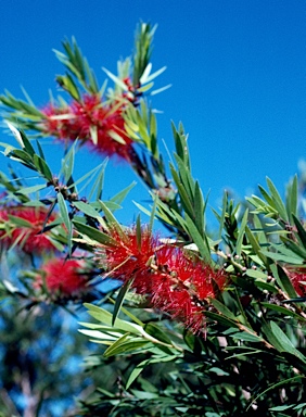 APII jpeg image of Callistemon 'Wildfire of Newcastle'  © contact APII