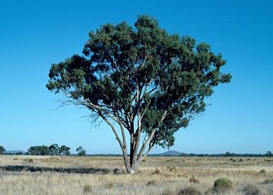 APII jpeg image of Eucalyptus populnea  © contact APII