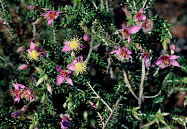 APII jpeg image of Calytrix truncatifolia  © contact APII