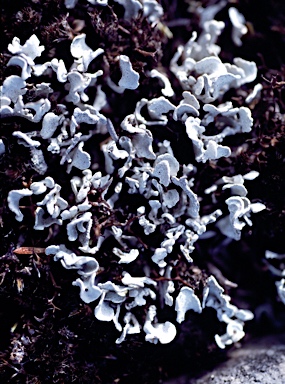APII jpeg image of Siphula coriacea  © contact APII