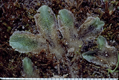 APII jpeg image of Riccia spongiosula  © contact APII