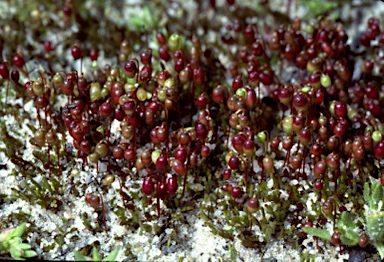 APII jpeg image of Gemmabryum pachytheca  © contact APII