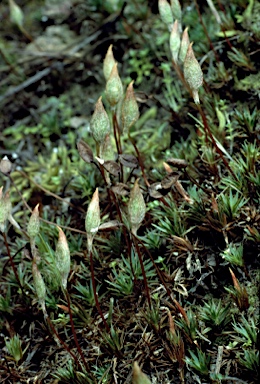 APII jpeg image of Dawsonia longiseta  © contact APII