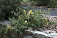 Banksia marginata 'Cape Patterson Dwarf'