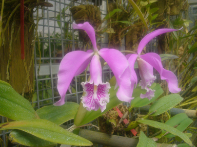 APII jpeg image of Cattleya maxima 'y'  © contact APII