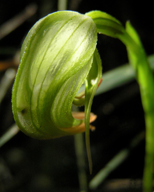 APII jpeg image of Pterostylis nutans 'y'  © contact APII