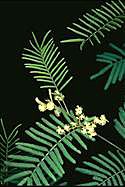 Acacia parvipinnata - click for larger image