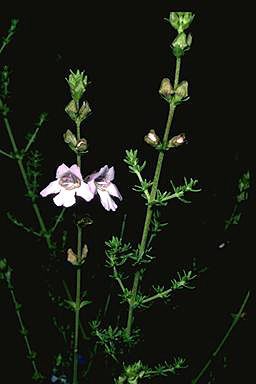 APII jpeg image of Prostanthera eurybioides  © contact APII