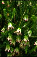 Darwinia meeboldii - click for larger image