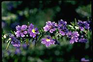 Dampiera rosmarinifolia - click for larger image