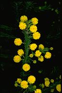 Acacia gordonii - click for larger image
