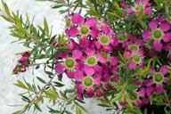 Leptospermum 'Tickled Pink'