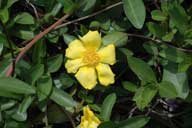 Hibbertia scandens