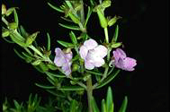 Prostanthera phylicifolia - click for larger image