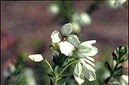 flower image