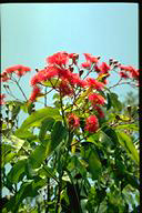 Eucalyptus 'Summer Red' - click for larger image