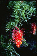 Grevillea treueriana - click for larger image