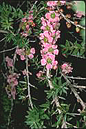 Leptospermum squarrosum - click for larger image