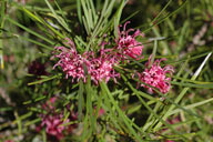 Grevillea sericea