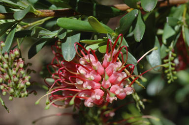 APII jpeg image of Grevillea evanescens  © contact APII