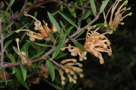 Grevillea 'Goldfever'