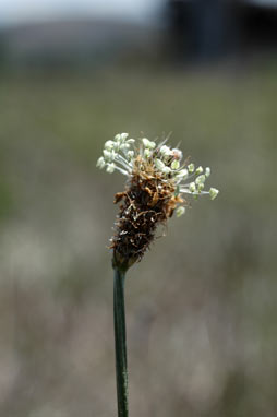 APII jpeg image of Plantago lanceolata  © contact APII