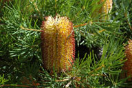 Banksia spinulosa 'Birthday Candles'