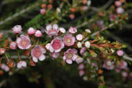 Thryptomene saxicola