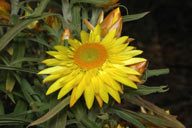 flower image