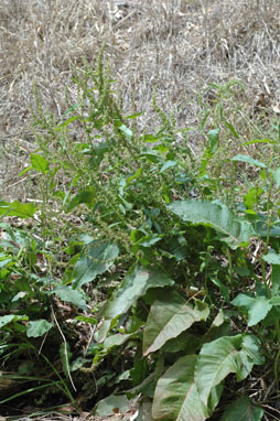 APII jpeg image of Rumex obtusifolius subsp. obtusifolius  © contact APII