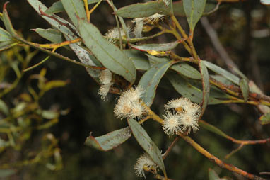 APII jpeg image of Eucalyptus discreta  © contact APII