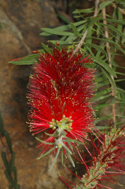 APII jpeg image of Callistemon  © contact APII