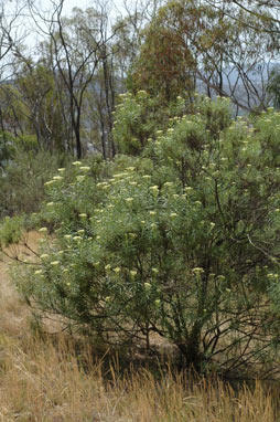 APII jpeg image of Cassinia longifolia  © contact APII