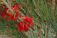 Calothamnus tuberosus