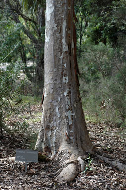 APII jpeg image of Eucalyptus michaeliana  © contact APII