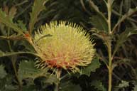 Banksia heliantha