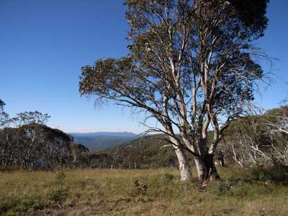 APII jpeg image of Eucalyptus pauciflora  © contact APII